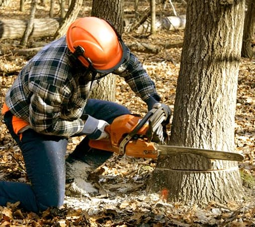 Tree Removal in Burna, KY
